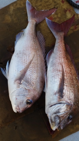 小海途 釣果