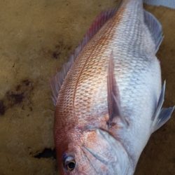 小海途 釣果