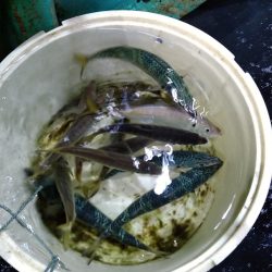 小島丸 釣果