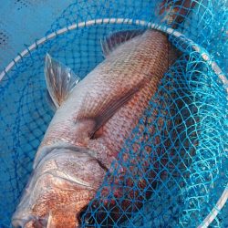 シースナイパー海龍 釣果