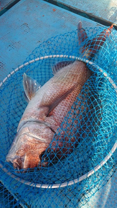 シースナイパー海龍 釣果