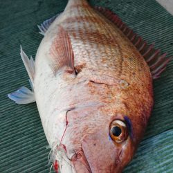 鷹王丸 釣果