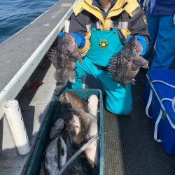 シーランチ 釣果