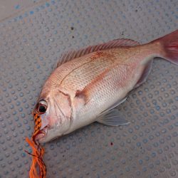 だて丸 釣果