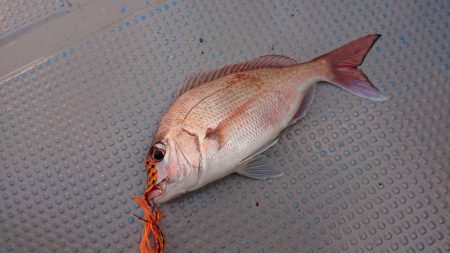 だて丸 釣果