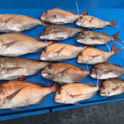 釣鯛洋 釣果