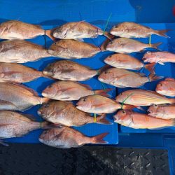 釣鯛洋 釣果