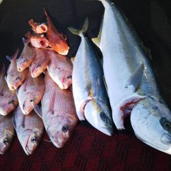 光生丸 釣果