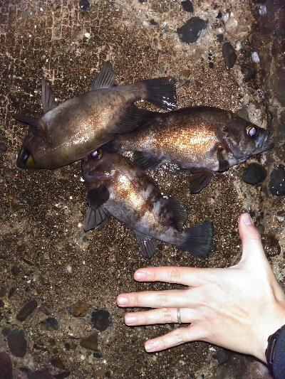 須磨海岸でメバリング！雨後はシーバスの活性が高すぎる