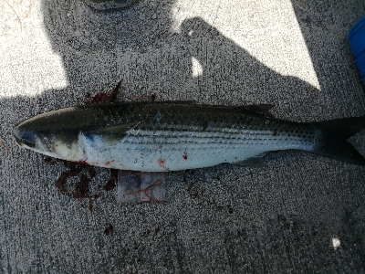 お昼はボラ〜夜はバチ抜け