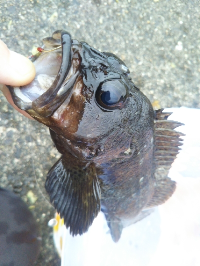 意外と根魚います