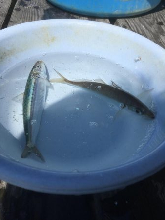 ウチノ海イカダでサビキ釣り