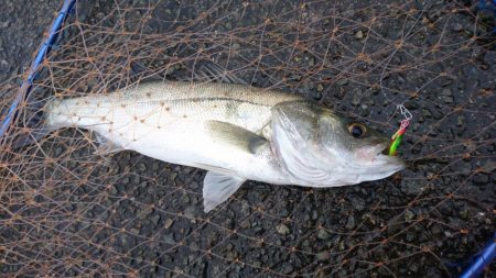 平成最後にシーバス釣行！！