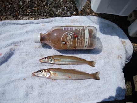 東二見水道へ落ちギス釣査