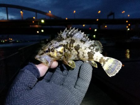 南港フェリーヘチ釣り （GW1日目～ 小チヌ,根魚の釣果有り）