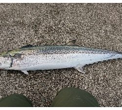 平成の釣り納め