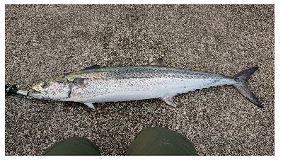 平成の釣り納め