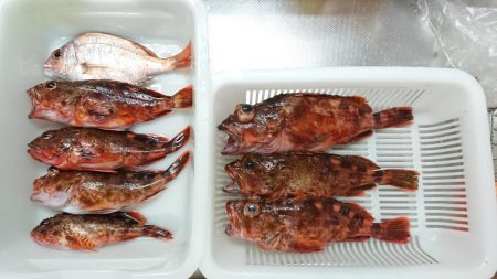 泉州丸で鯛の試し釣り