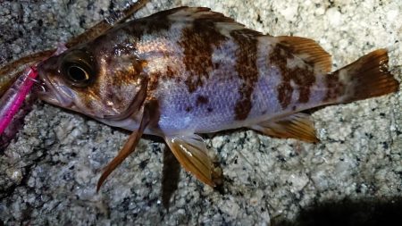 釣り仲間とメバリング