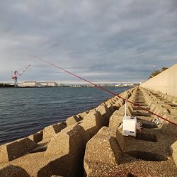 東二見水道のキス情報