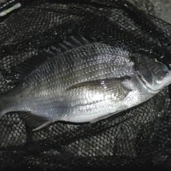 南港カモメ大橋ヘチ釣行 （花見時期のチヌ 37cm 釣果有り！）