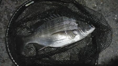 南港カモメ大橋ヘチ釣行 （花見時期のチヌ 37cm 釣果有り！）