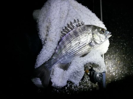 南港フェリーヘチ釣り （GW1日目～ 小チヌ,根魚の釣果有り）