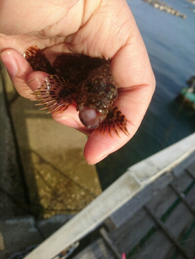 平成最後の釣り？