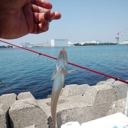 東二見水道へ落ちギス釣査