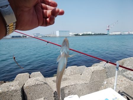 東二見水道へ落ちギス釣査