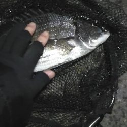 南港カモメ大橋ヘチ釣行 （花見時期のチヌ 37cm 釣果有り！）