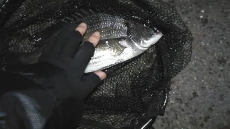 南港カモメ大橋ヘチ釣行 （花見時期のチヌ 37cm 釣果有り！）