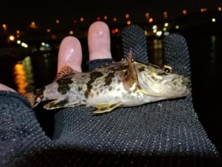 南港フェリーヘチ釣り （GW1日目～ 小チヌ,根魚の釣果有り）