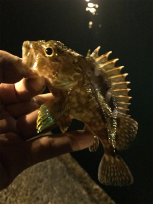 アジング気持ちよかったぁー