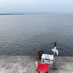 大阪南港での エビ撒き釣果！