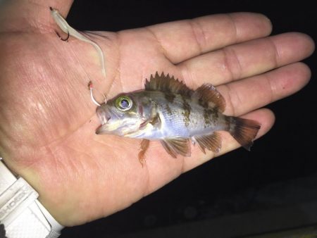 今日は、良く釣れました！