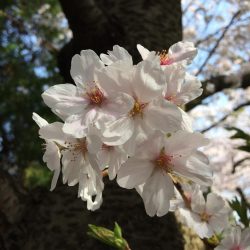 サビキ釣り