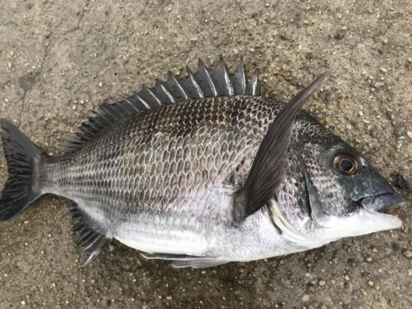 イチノ兄弟、釣果！