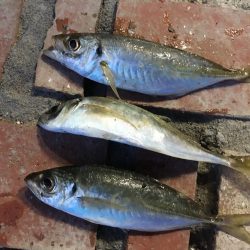 サビキ釣り客はまだまだ多い