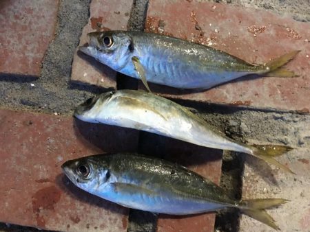 サビキ釣り客はまだまだ多い