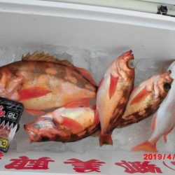 大進丸（新潟） 釣果