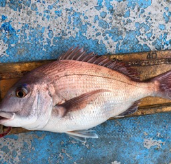 幸吉丸 釣果