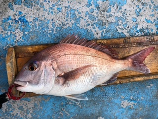 幸吉丸 釣果