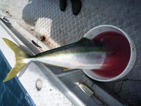 浅間丸 釣果