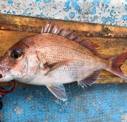 幸吉丸 釣果