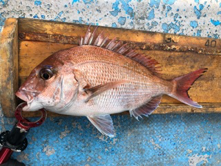 幸吉丸 釣果