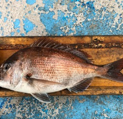 幸吉丸 釣果