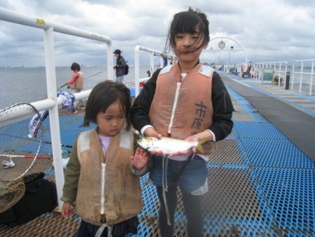 オリジナルメーカー海づり公園(市原市海づり施設) 釣果