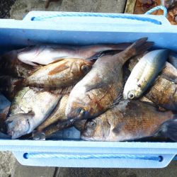 海釣り公園みかた 釣果