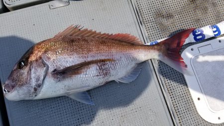 珀宝丸 釣果